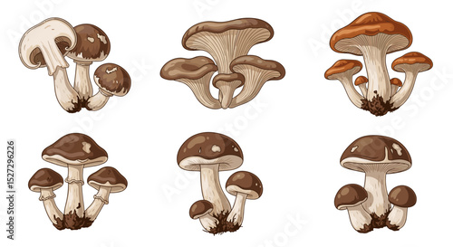 Illustration showing a variety of mushrooms with brown caps and light stems on a white background