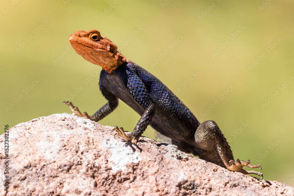 Male Namib Rock Agama lifting fingers and toes of a hot rock surface as he basks Male Namib Rock Agama lifting fingers and toes of a hot rock surface as he basks