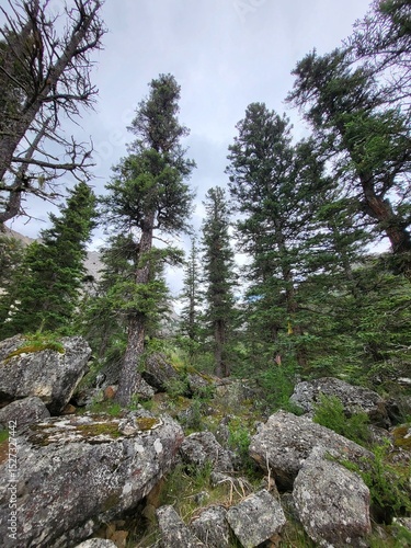 pine tree in the mountains
