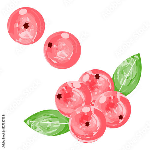 Cranberry simple icon watercolor style