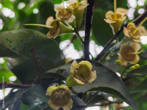 Wallpaper Mural Water guava flower buds look fresh after the rain.	
 Torontodigital.ca
