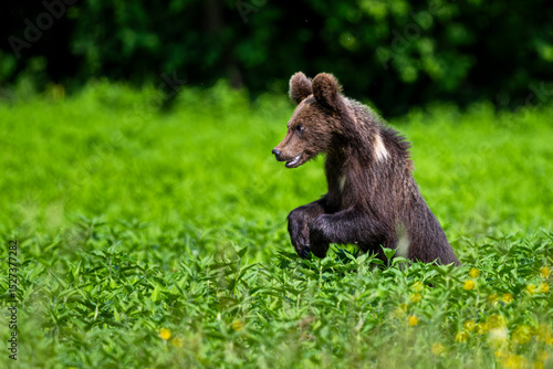 Fototapeta Naklejka Na Ścianę i Meble -  Brown Bear, Ursus arctos, in a meadow in the Bieszczady Mountains in Poland.