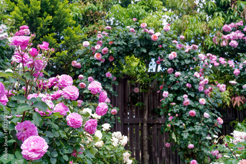 Wallpaper Mural ピンクのバラのアーチ Torontodigital.ca