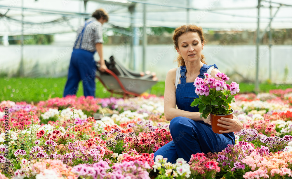 Fototapeta premium Female worker inspects a pot of geraniums in a greenhouse. Gardener checks the leaves of the flower and puts it up for sale. Flowers, seedlings and potted plants in a garden hypermarket