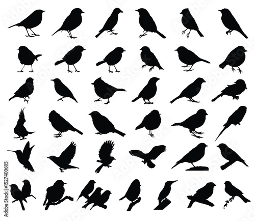 Birds silhouettes collection 