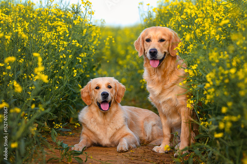 beautiful two dogs golden retriever labrador sitting in a field of flowers in summer. dog in rapeseed flowers