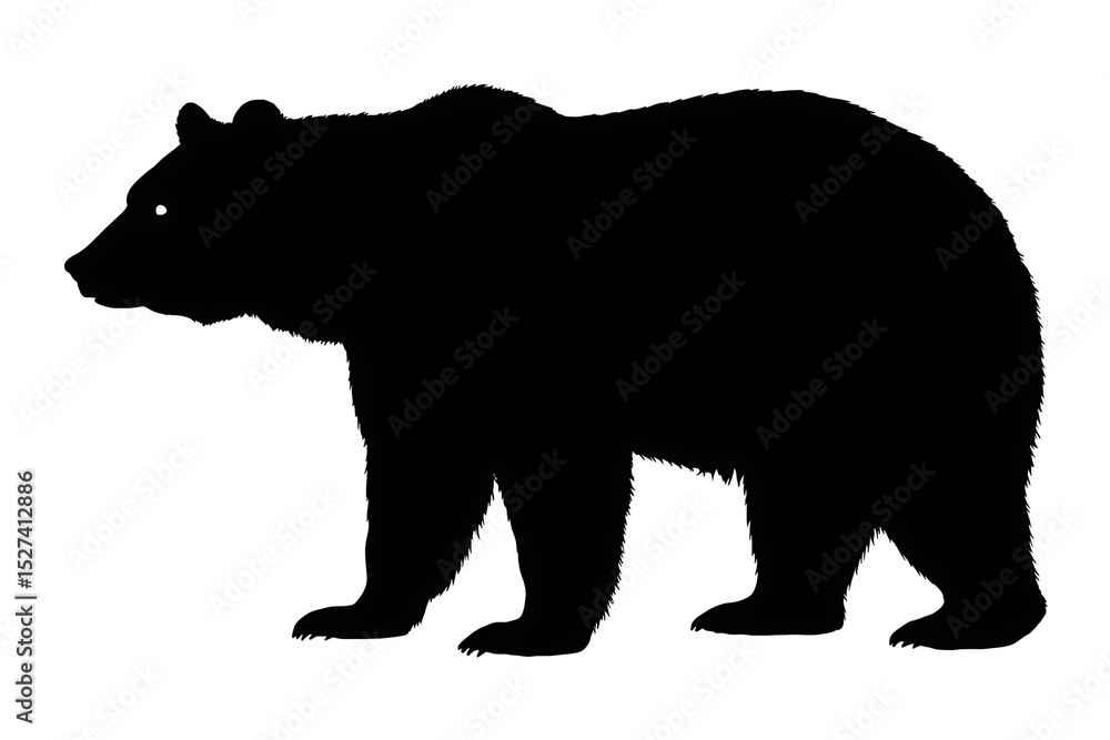 Fototapeta premium Black Bear Silhouette Walking Left Side Profile