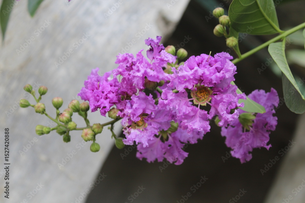 Obraz premium Crape myrtle, crepeflower, or summer lilac purple flowers