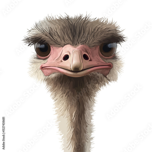 Ostrich Close Up 2D flat vector illustration, isolated on a white background.