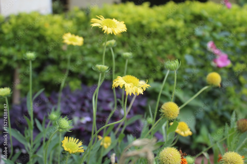 Obraz premium Gaillardia pulchella, Gaillardia Aristata or Indian blanketflower