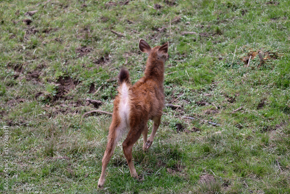 Naklejka premium deer in the forest