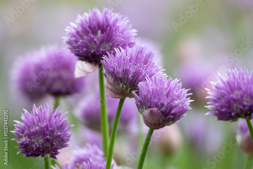Full frame macro texture background of beautiful purple chives blossoms in full bloom