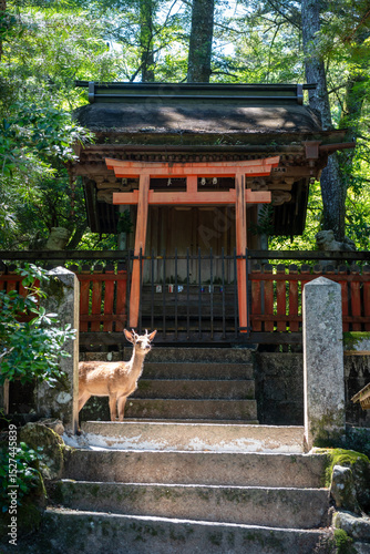 Deer standing before torii gate and shrine on Miyajima Island