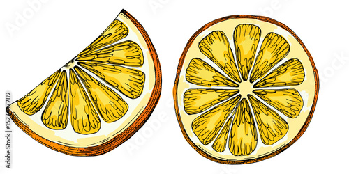 Citrus and Orange Blossom Vintage hand drawing fruit isolated on white background. Tangerine. Organic fruit. Cartoon style. Vector illustration for any design.