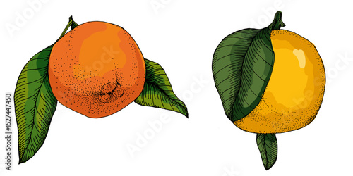 Citrus and Orange Blossom Vintage hand drawing fruit isolated on white background. Tangerine. Organic fruit. Cartoon style. Vector illustration for any design.