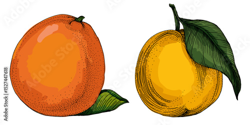 Citrus and Orange Blossom Vintage hand drawing fruit isolated on white background. Tangerine. Organic fruit. Cartoon style. Vector illustration for any design.