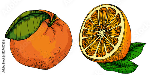 Citrus and Orange Blossom Vintage hand drawing fruit isolated on white background. Tangerine. Organic fruit. Cartoon style. Vector illustration for any design.