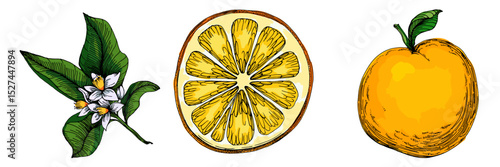 Citrus and Orange Blossom Vintage hand drawing fruit isolated on white background. Tangerine. Organic fruit. Cartoon style. Vector illustration for any design.