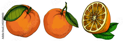 Citrus and Orange Blossom Vintage hand drawing fruit isolated on white background. Tangerine. Organic fruit. Cartoon style. Vector illustration for any design.