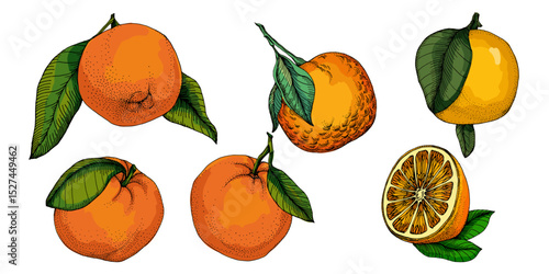 Citrus and Orange Blossom Vintage hand drawing fruit isolated on white background. Tangerine. Organic fruit. Cartoon style. Vector illustration for any design.