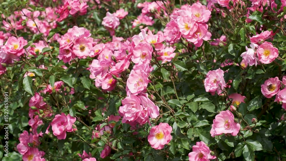 Beautiful pink roses blooming in a sunny garden Beautiful pink roses blooming in a sunny garden