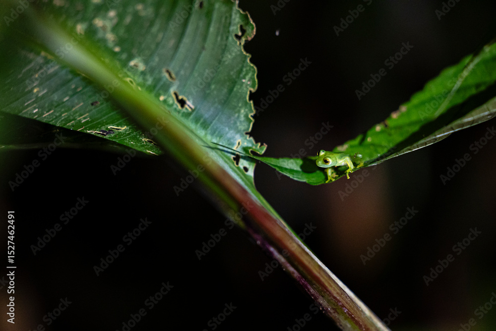 Obraz premium Balanced on the edge of a leaf, a juvenile glass frog