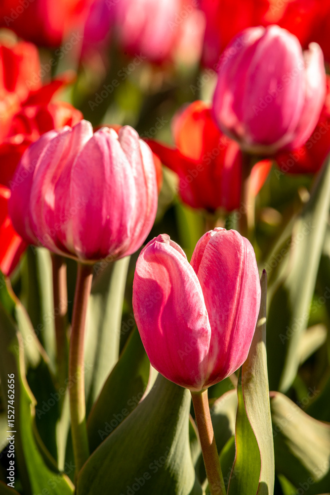 Obraz premium Tulips in bloom in the spring.