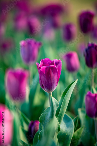Tulips in bloom in the spring.