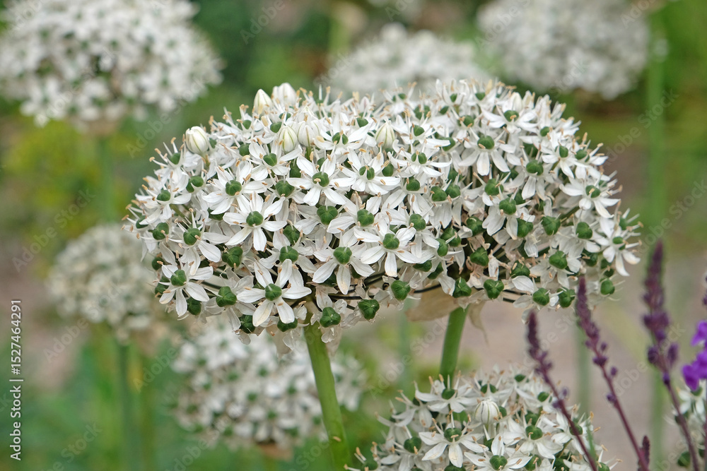 White Allium nigrum, black garlic, in flower. White Allium nigrum, black garlic, in flower.