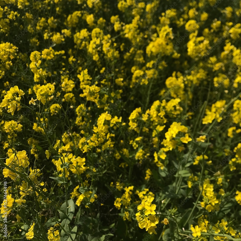 Obraz premium 유채꽃