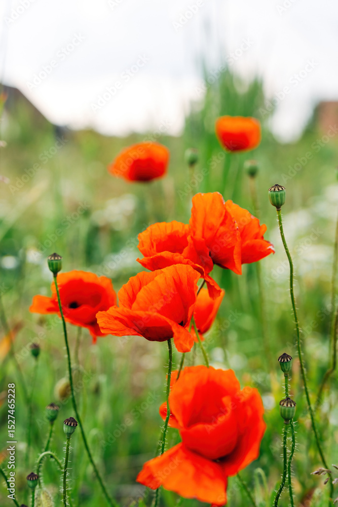 Obraz premium Poppies in a Field