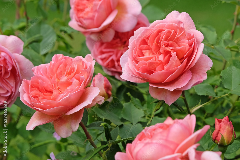 Obraz premium Salmon pink shrub rose, rosa ‘Boscobel’ in flower.