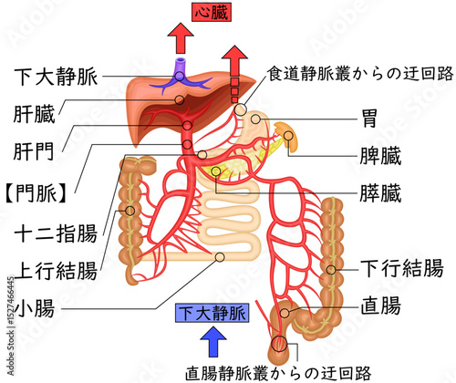 門脈　臓器　血管　イラスト　日本語