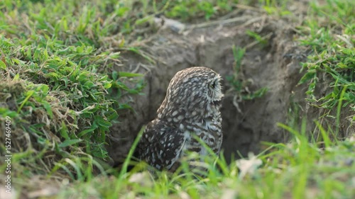 Burrowing owl staring from the entrance of its nest hole
