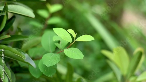 green fresh nature