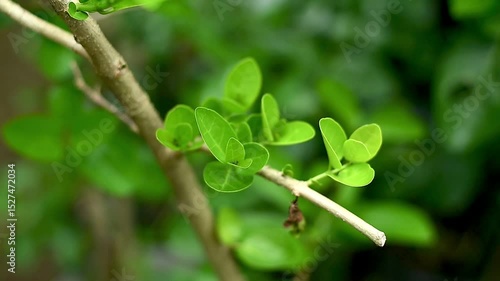 leaves growing from the stem