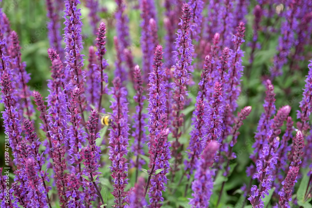 Obraz premium Purple spikes of Salvia nemorosa ‘Caradonna’, Balkan clary, in flower.
