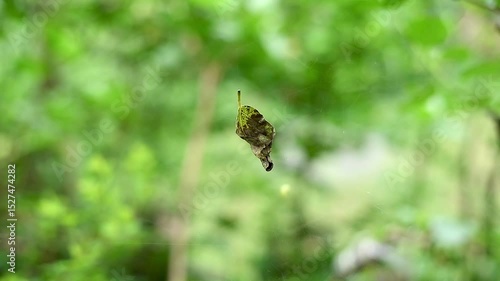 dry leaves hanging from spider webs.