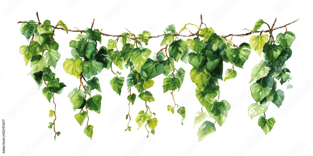 Obraz premium Hanging Ivy Plant Decor Against White Background. PNG Lush cascading green hanging plants, element set on transparent background