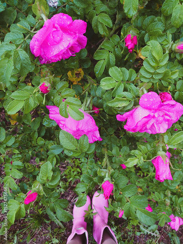 Bright pink dog rose flowers with fresh rain droplets in lush green foliage, viewed from above with matching pink rubber boots, creating a vibrant and seasonal garden mood.