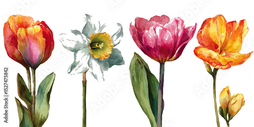 Four Carnations in Different Colors. Vibrant freesia blooms showcase their beauty with fragrant flowers against a clean white background,