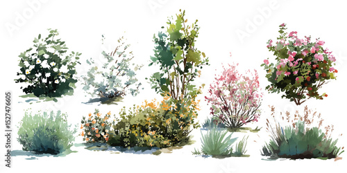 Side View of Colorful Flower Bush on White Background. Flowers graphics pattern blossom.
