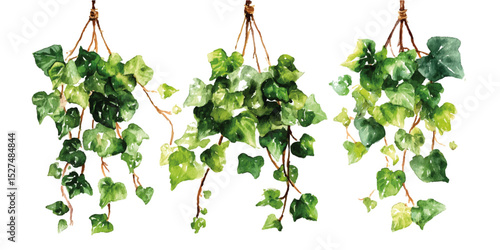 Set of Green creeper isolated on transparent or white background, green ivy leaves
