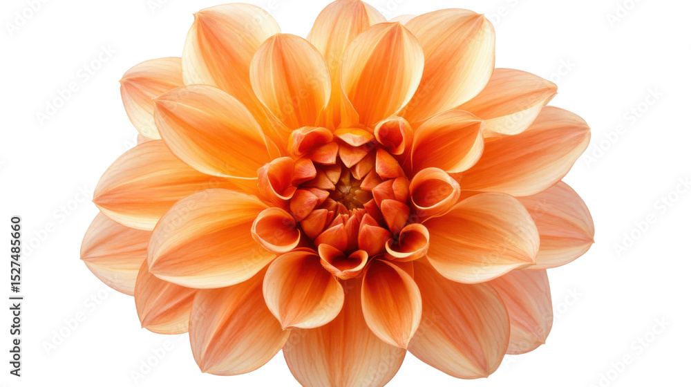 orange dahlia on white background orange dahlia on white background