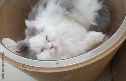 Fluffy Persian Cat Napping in a Cozy Wooden Pet Bed