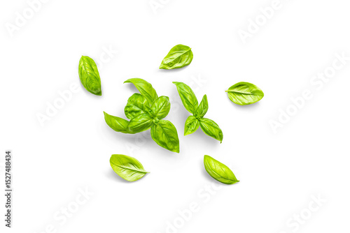Stem and leaves of organic fresh basil with leaves from the garden on a transparent background with shadow, top view, png