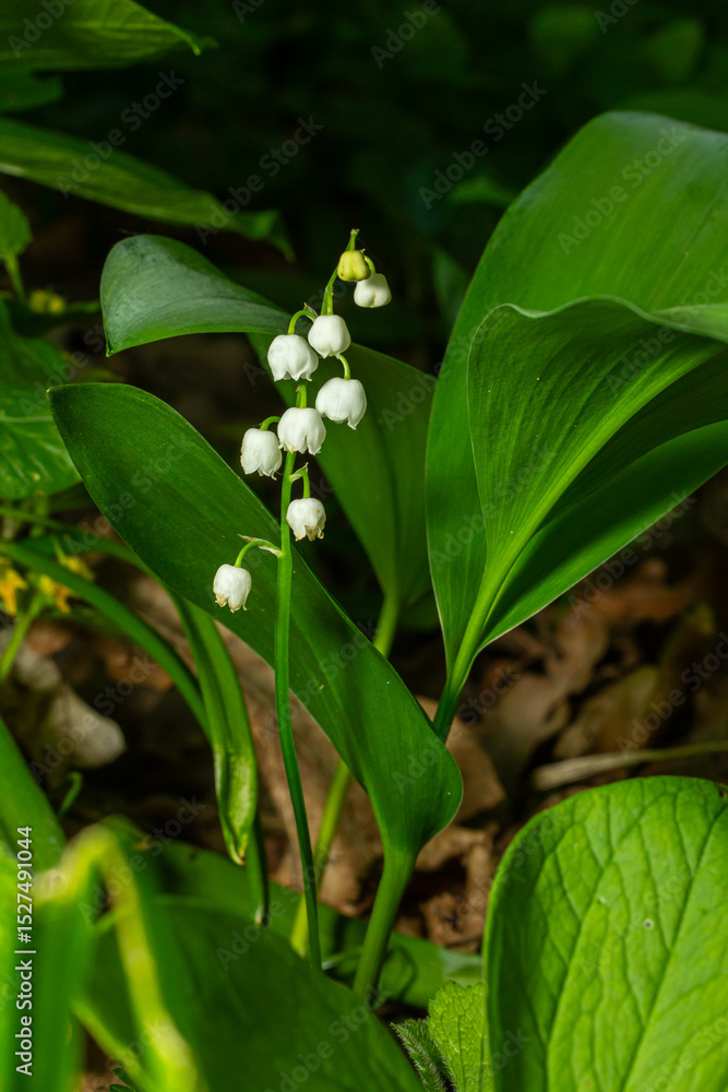 Obraz premium Lily of the valley blooms in a lush woodland environment during spring showcasing clusters of delicate white bells among vibrant green foliage