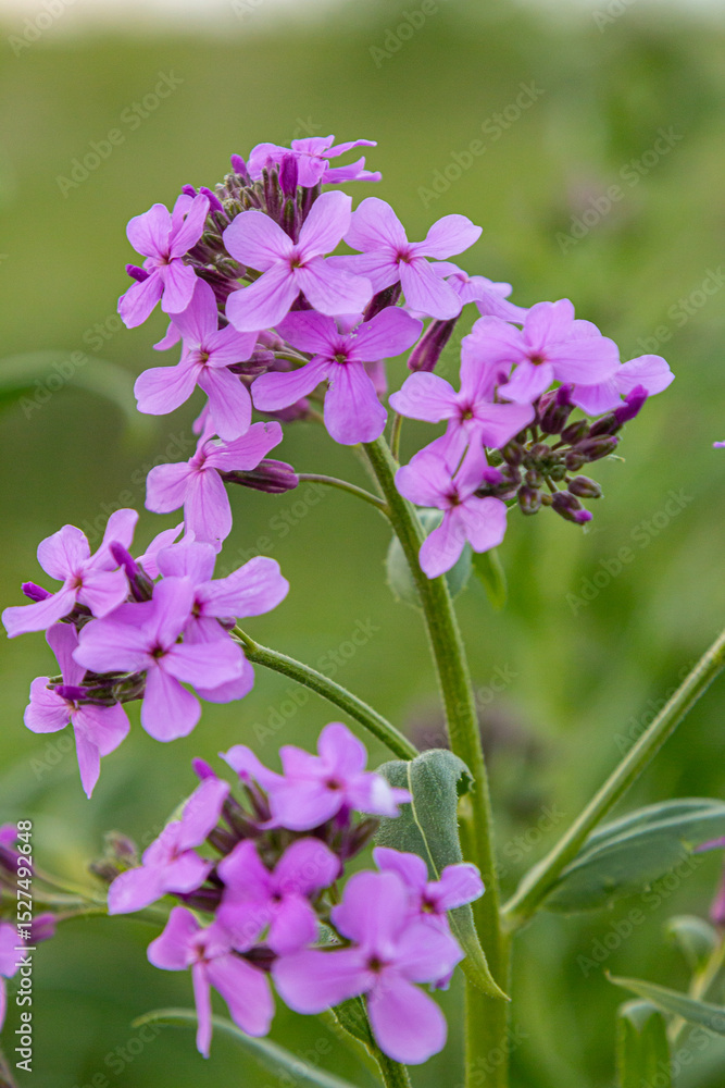 Obraz premium Beautiful blossoms of Hesperis matronalis a fragrant perennial with lilac-pink flowers thrive in a lush garden setting during late spring
