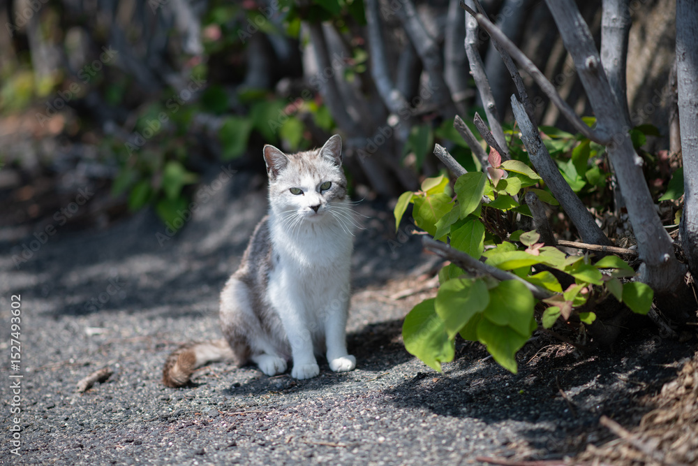 Obraz premium お座りしている可愛い猫 