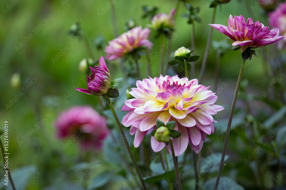 Delicate pink dahlia on a background of summer greenery. Perennial plants, gardening. Delicate pink dahlia on a background of summer greenery. Perennial plants, gardening.